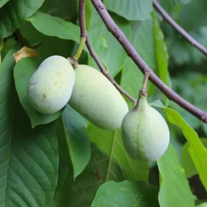 2 Pawpaw Trees Live Plants, Dormant Bare Root Seedlings, 6-12 Inch Tall, Outdoor Fruit Trees - Image 8