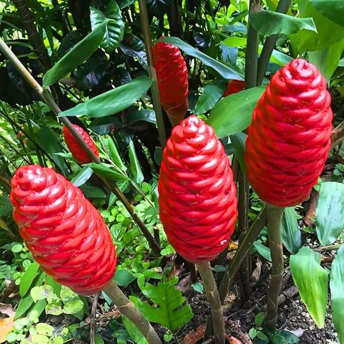 2 Pcs Awapuhi Shampoo Ginger Live Roots - Zingiber Zerumbet Rhizomes - Grow Your Own Pinecone Ginger - Image 6