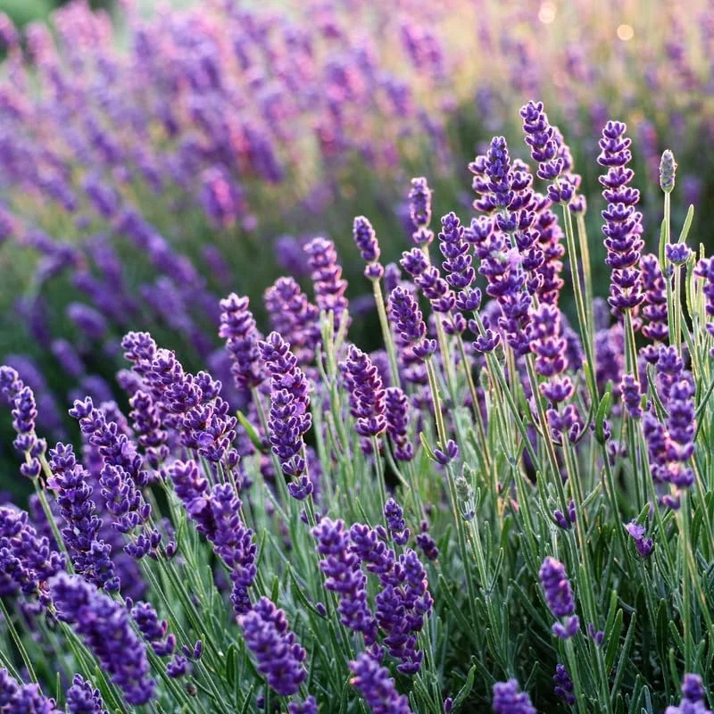 2 Phenomenal Lavender Live Plants - Hardy Fragrant Herb, 5-7 inches - Image 3