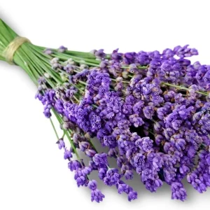 2 Phenomenal Lavender Live Plants - Hardy Fragrant Herb, 5-7 inches - Image 4