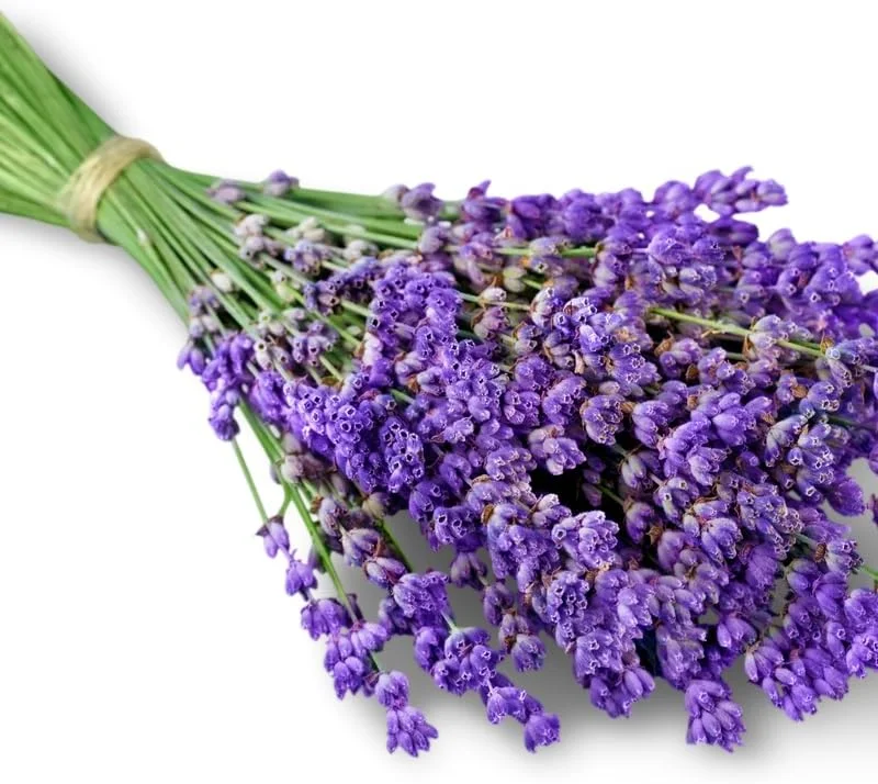 2 Phenomenal Lavender Live Plants - Hardy Fragrant Herb, 5-7 inches - Image 4