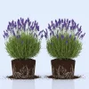 2 Phenomenal Lavender Live Plants - Hardy Fragrant Herb, 5-7 inches - Image 1