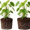 2 Pilea Peperomioides Live Plants – 5-6 Inch Money Plants for Indoor/Outdoor - Image 1