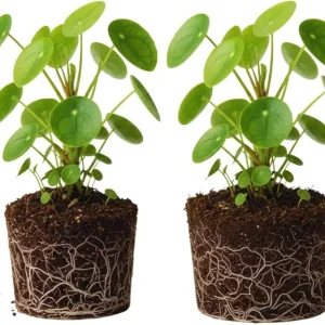 2 Pilea Peperomioides Live Plants – 5-6 Inch Money Plants for Indoor/Outdoor - Image 6
