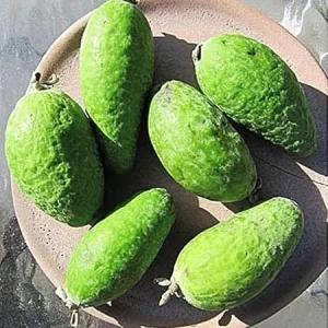 2 Pineapple Guava Trees Live Plants, 5-9 Inches Tall, Well Rooted, Cold Hardy - Image 3