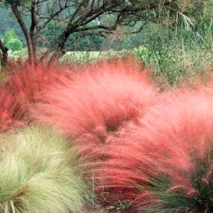 2 Pink Muhly Grass Live Plants Perennial – 5-9 Inch Tall Ornamental Grass Seedlings Outdoor - Image 2