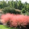 2 Pink Muhly Grass Live Plants Perennial – 5-9 Inch Tall Ornamental Grass Seedlings Outdoor - Image 1