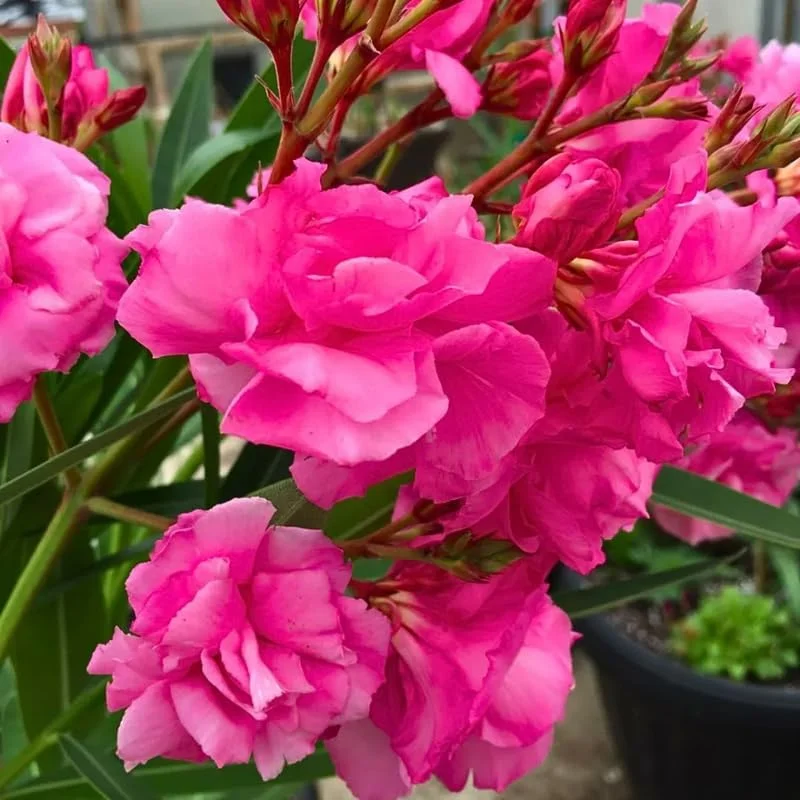 2 Pink Oleander Live Plants, 4-8" Tall Starter Shrubs for Outdoor Gardens - Image 2