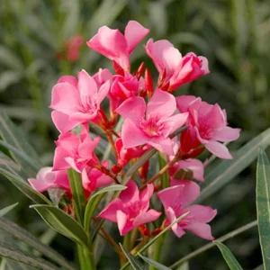 2 Pink Oleander Live Plants, 4-8