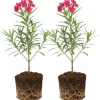 2 Pink Oleander Live Plants, 4-8" Tall Starter Shrubs for Outdoor Gardens - Image 1