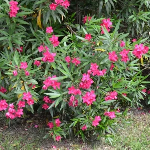 2 Pink Oleander Live Plants, 4-8