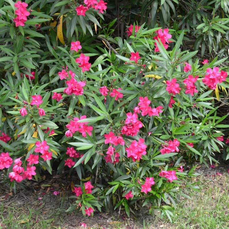2 Pink Oleander Live Plants, 4-8" Tall Starter Shrubs for Outdoor Gardens - Image 6