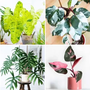 2 Pink Princess Philodendron Live Plant 5-9