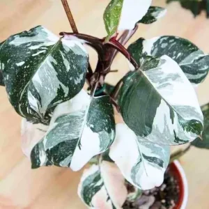 2 Pink Princess Philodendron Live Plant 5-9