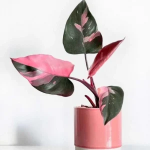 2 Pink Princess Philodendron Live Plant 5-9