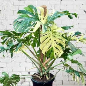 2 Pink Princess Philodendron Live Plant 5-9
