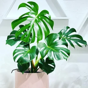 2 Pink Princess Philodendron Live Plant 5-9
