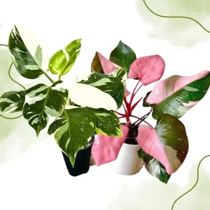 2 Pink Princess Philodendron Live Plant 5-9