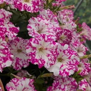 2 Pink Sky Petunia Live Plants - Bicolor Trailing Flowers, 3-6