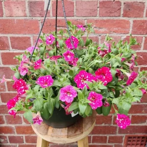 2 Pink Sky Petunia Live Plants - Bicolor Trailing Flowers, 3-6