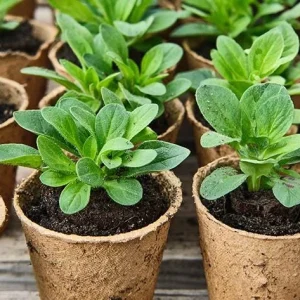 2 Pink Sky Petunia Live Plants - Bicolor Trailing Flowers, 3-6