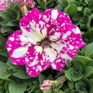 2 Pink Sky Petunia Live Plants - Bicolor Trailing Flowers, 3-6