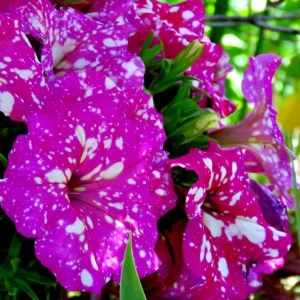 2 Pink Sky Petunia Live Plants - Bicolor Trailing Flowers, 3-6