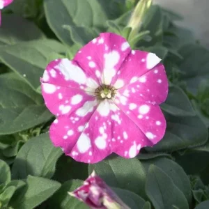 2 Pink Sky Petunia Live Plants - Bicolor Trailing Flowers, 3-6