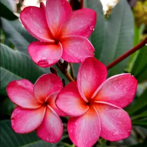 2 Plumeria Cuttings - Fragrant Pink Flowering Plants Outdoor Hardy - Image 3