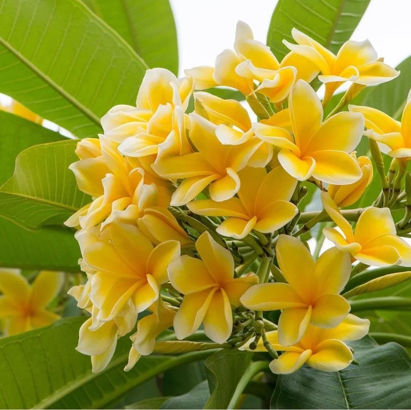 2 Plumeria Cuttings - Pink Frangipani Live Plant for Outdoor Planting - Image 2