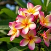 2 Plumeria Cuttings - Pink Frangipani Live Plant for Outdoor Planting - Image 1