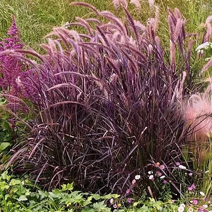 2 Purple Fountain Grass Live Plants, 5-9" Tall Ornamental Grass for Outdoor - Image 6