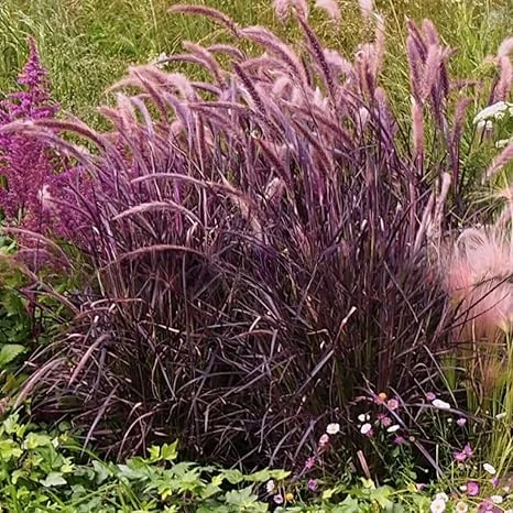 2 Purple Fountain Grass Live Plants, 5-9" Tall Ornamental Grass for Outdoor - Image 7