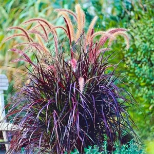 2 Purple Fountain Grass Live Plants, Perennial Ornamental Grass, 4-9 Inches Tall, Outdoor - Image 2