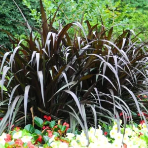 2 Purple Fountain Grass Live Plants, Perennial Ornamental Grass, 4-9 Inches Tall, Outdoor - Image 3