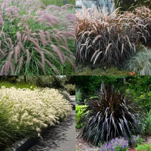 2 Purple Fountain Grass Live Plants, Perennial Ornamental Grass, 4-9 Inches Tall, Outdoor - Image 4