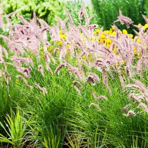 2 Purple Fountain Grass Live Plants, Perennial Ornamental Grass, 4-9 Inches Tall, Outdoor - Image 5