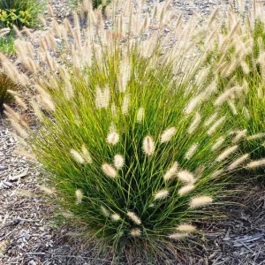 2 Purple Fountain Grass Live Plants, Perennial Ornamental Grass, 4-9 Inches Tall, Outdoor - Image 6