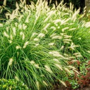 2 Purple Fountain Grass Live Plants, Perennial Ornamental Grass, 4-9 Inches Tall, Outdoor - Image 1