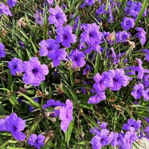 2 Purple Mexican Petunia Live Plants, 4-7 Inch Tall, Zone 8-11, Outdoor - Image 3