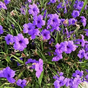 2 Purple Mexican Petunia Live Plants, 4-7 Inch Tall, Zone 8-11, Outdoor - Image 7