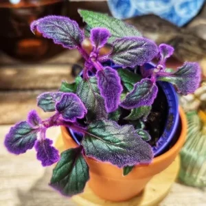 2 Purple Passion Live Plants, Gynura Royal Velvet Houseplants, 4-8 inches tall - Image 3