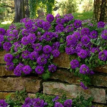 2 Purple Verbena Live Plants - Groundcover, 5-9” Tall, Hardy Perennial Flowers - Image 6