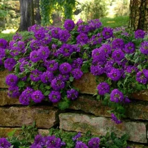 2 Purple Verbena Live Plants - Groundcover, 5-9” Tall, Hardy Perennial Flowers - Image 7