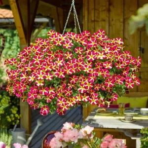 2 Queen of Hearts Petunia Live Plants - Pink Yellow Bicolor Trailing Flowers, 3-6