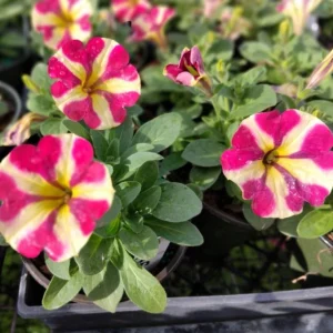 2 Queen of Hearts Petunia Live Plants - Pink Yellow Bicolor Trailing Flowers, 3-6