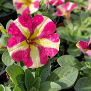 2 Queen of Hearts Petunia Live Plants - Pink Yellow Bicolor Trailing Flowers, 3-6