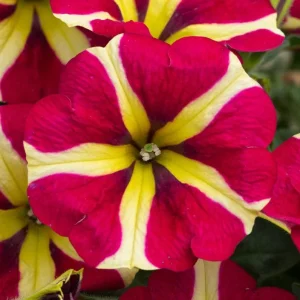 2 Queen of Hearts Petunia Live Plants - Pink Yellow Bicolor Trailing Flowers, 3-6