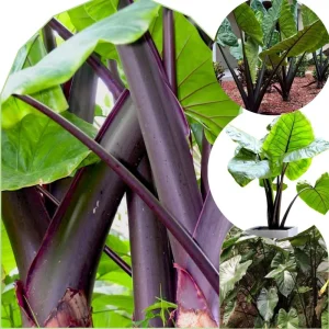 2 Rare Red Alocasia Live Plants – 4 to 8 Inches Tall Indoor/Outdoor Houseplant - Image 5