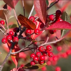 2 Red Chokeberry Plants Live - 8-14 Inch Tall Bush Shrubs in Pots - Image 3